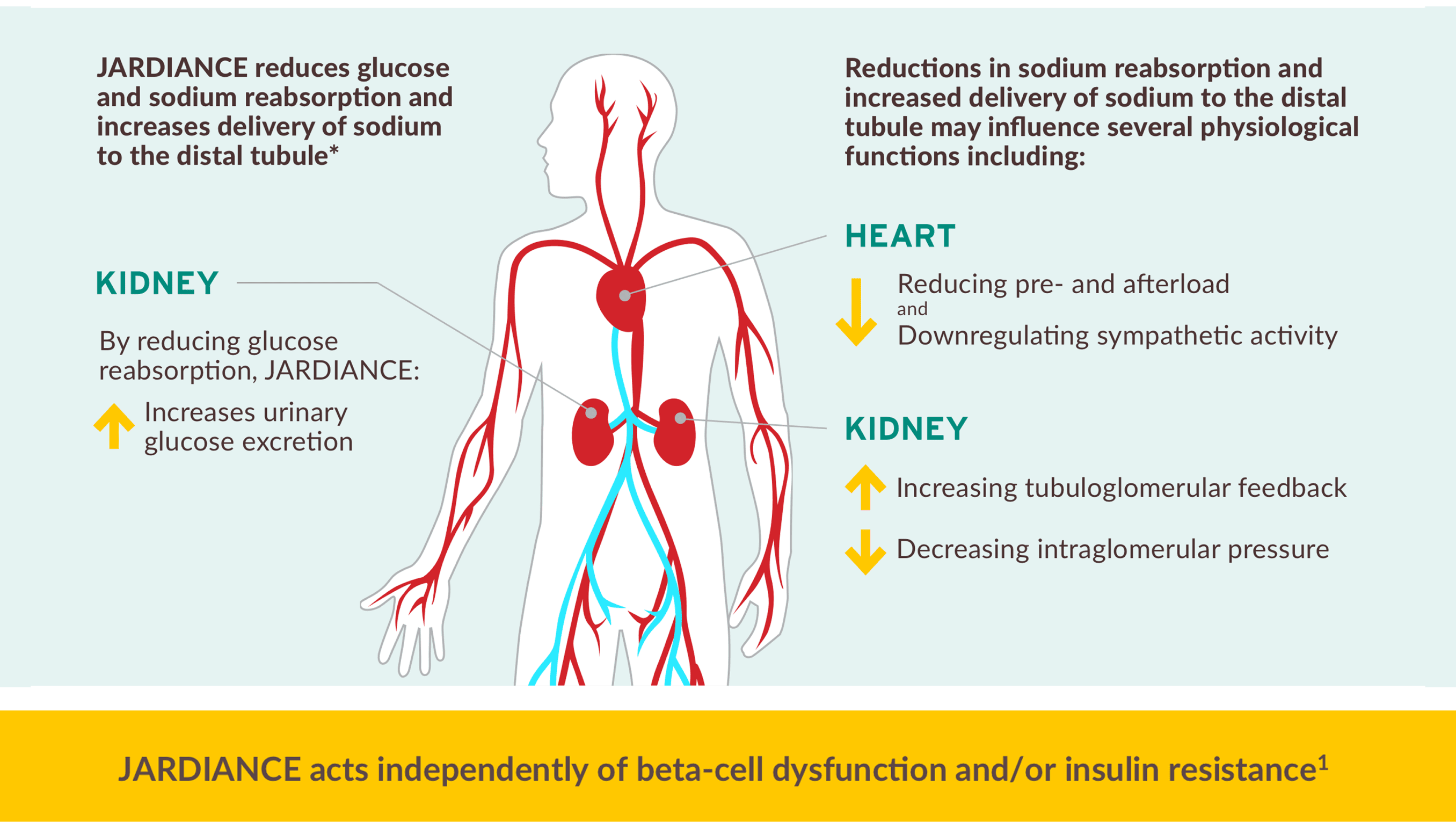 Jardiance MoA Overview