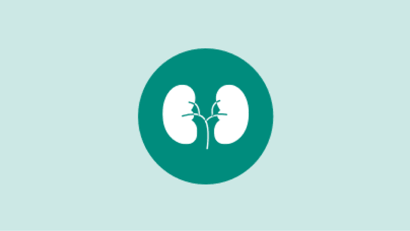 Kidney icon